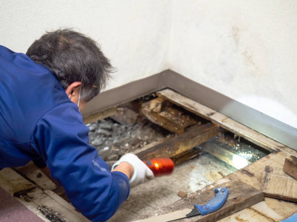Best Emergency Mold Remediation in Huron, CA