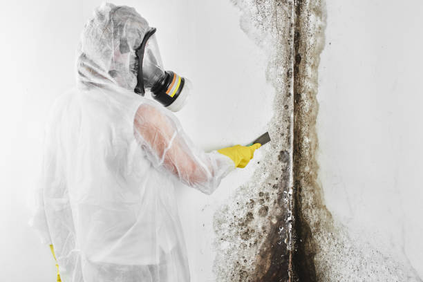 Best Black Mold Remediation in Huron, CA