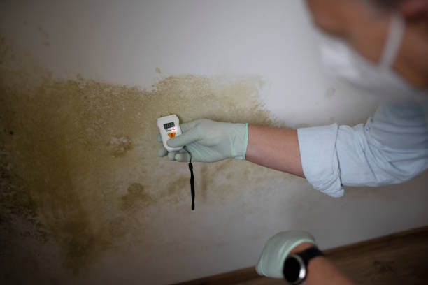 Best Attic Mold Remediation in Huron, CA