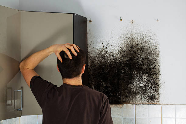 Best Preventive Mold Services in Huron, CA