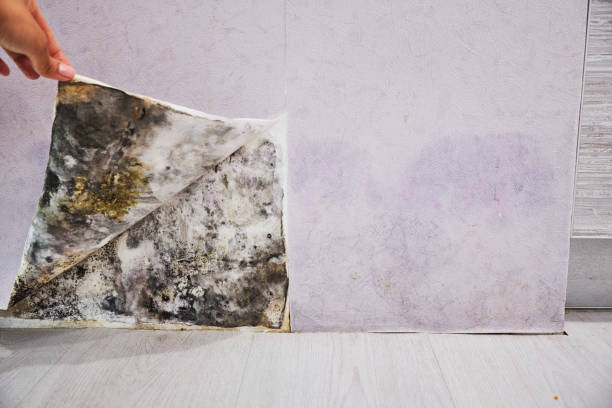 Best Basement Mold Remediation in Huron, CA